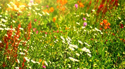 bunte blumenwiese  bienennahrung