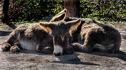 Poitou`s donkey
