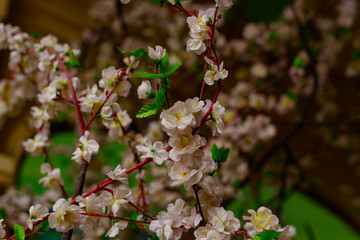 bright white artificial cherry blossom petals on a dark background
