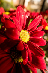Red flower closeup 