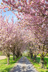 Path surrounded by cherry trees in Lower Saxony, Germany