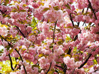 A cherry tree or Japanese cherry tree with pink flowers and young orange green leaves green during the day in the Park