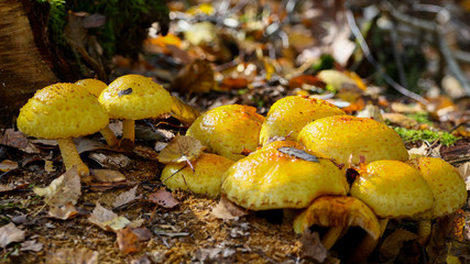 Grzyb opieńka miodowa © Jarek Rymarz