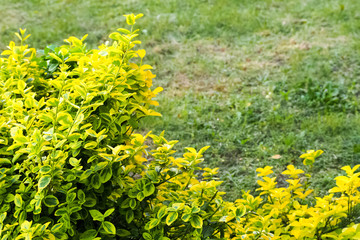 green and yellow leaves on a Bush on the left side in the Park in spring
