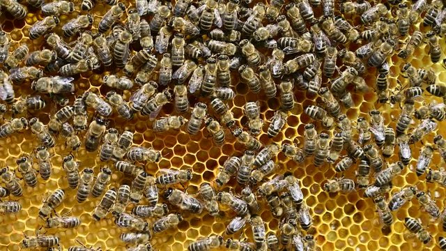 4k video of close up of the bees on honey comb in bee hive.	
