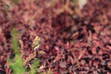 small, color, spring, beautiful, one, saxicola, bahrain, european, maurus, female, farm, stone-chat, isolated, asian, beauty, little, colorful, sweet, garden, flower, siberia, male, wild, collared bus