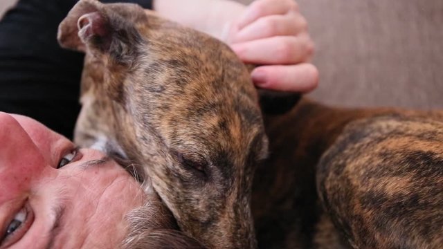 Spanish Greyhound Galgo dog lying with its head on a woman head and being stroked by her on ear on a couch close up
