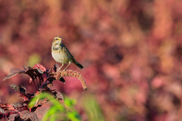Beautiful Bluethroat in Bahrain Farm