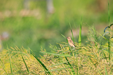small, color, spring, beautiful, one, saxicola, bahrain, european, maurus, female, farm, stone-chat, isolated, asian, beauty, little, colorful, sweet, garden, flower, siberia, male, wild, collared bus