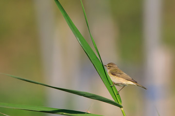 Chiffchaff Stock Pictures, Bahrain Farm