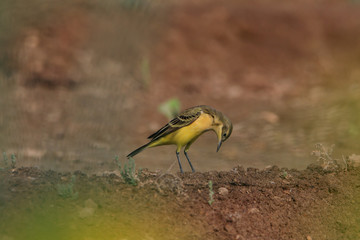 Western yellow wagtail in Bahrain Farm