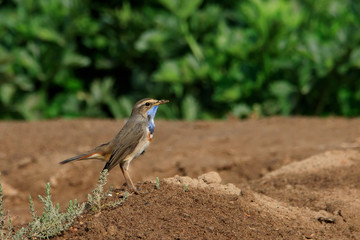Beautiful Bluethroat in Bahrain Farm
