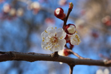 Delicate white flowers bloomed on an apricot tree in spring.