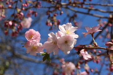 Delicate pink flowers bloomed on sakura in spring.