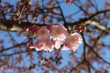 Delicate pink flowers bloomed on sakura in spring.