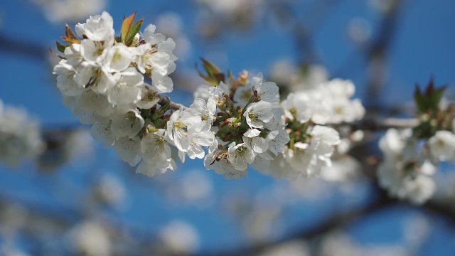 Beautiful cherry branch in spring white blossom on a bright blue sky background. The bee collects pollen and honey from the cherry blossom. Slow motion.