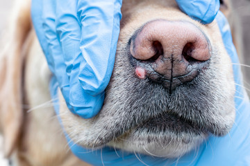 
The doctor examines the formation of a dog on the nose. Hands with gloves closeup. Allergic...