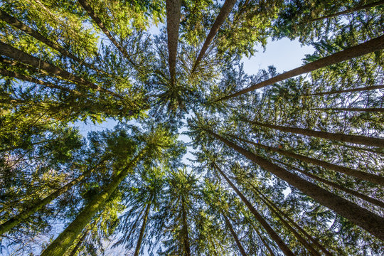 Fichtenwald von unten