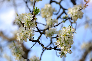 branches of a flowering tree in the spring garden on a sunny day