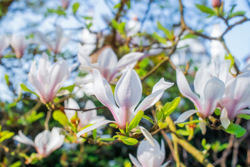 Flowering magnolia tree densely covered with beautiful fresh white and pink flowers in spring. Bright day sunshine. Horizontal card. Copy space