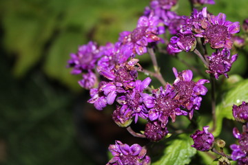 purple lilac flowers