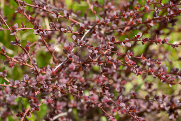 Young spring shoots of a barberry bush. Berberis thunbergii