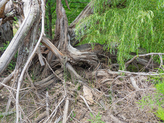 A Natural Wood Pile