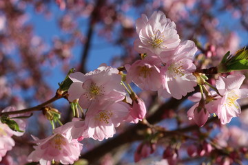 Delicate pink flowers bloomed on sakura in spring.