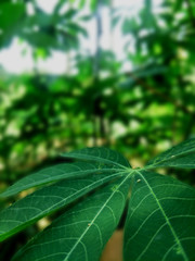 green leaf background blur