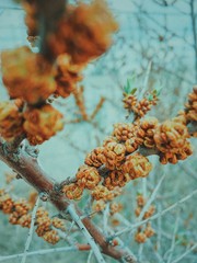 pine cones on a branch