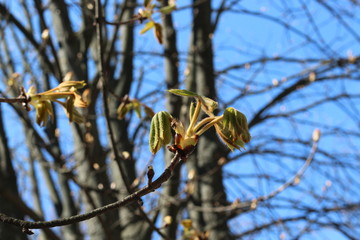 
Young fresh chestnut leaves emerged from buds in spring