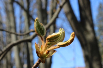 
Young fresh chestnut leaves emerged from buds in spring