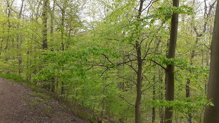 Fototapeta premium Stiftungswald Stadtheide, Plön