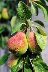 ripe pear fruit with raindrops close up against the background of a garden and a tree