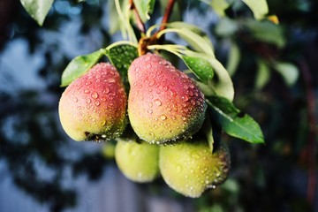 ripe pear fruit with raindrops close up against the background of a garden and a tree
