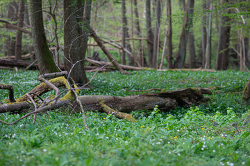 Spring, Österlen, Skåne