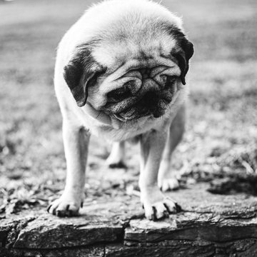 square black and white photographs of old pug breed dog