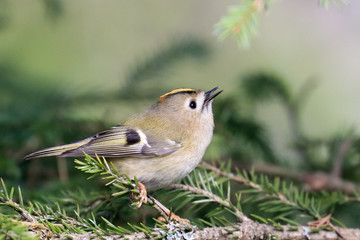 Goldcrest