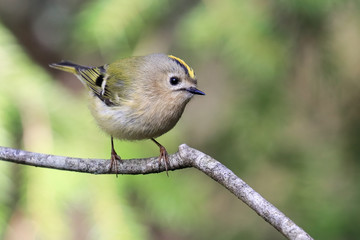 Goldcrest