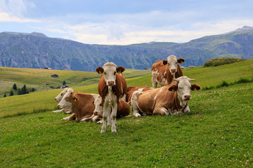 Fototapeta na wymiar mucche al pascolo, Alpe di Siusi