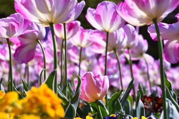 Purple Tulips Blooming In Park