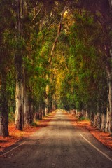 Road with trees in the nature
