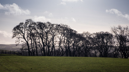 Fototapeta na wymiar Backlit row of winter trees