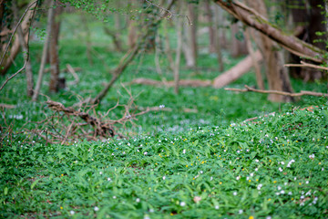 Spring forrest
