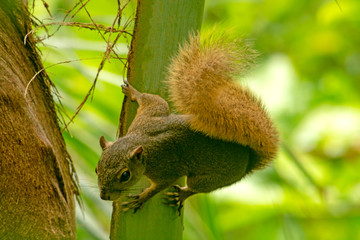 ARDILLA ENTRE PALMERAS