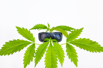cannabis humor marijuana plant in sunglasses