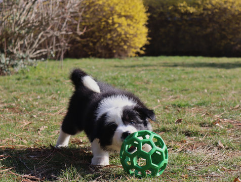 Cute black and white border collie puppy playing with the green toy ball in the garden in spring. - Powered by Adobe