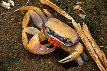 CANGREJO DE ANTIFAZ AZUL COSTARRICENSE
