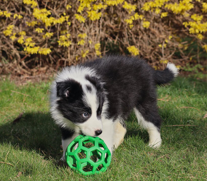 Cute black and white border collie puppy playing with the green toy ball in Spring.