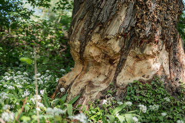 A beaver chewed up that big tree